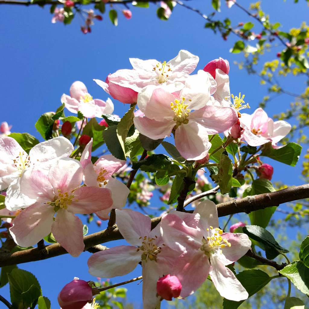 Blühender Apfelbaum im Frühling 2020
